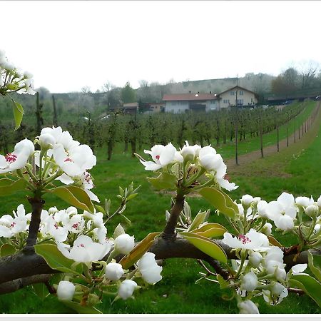 Weingut Ringwald Leilighet Herbolzheim Eksteriør bilde